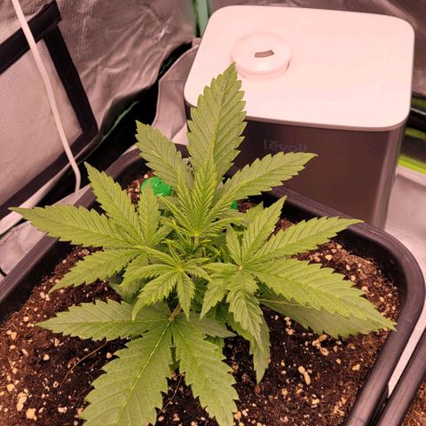 BubbleGum #2 growlog timeline photo