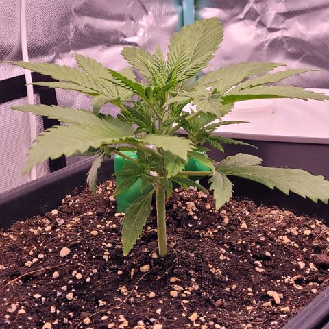 BubbleGum #2 growlog timeline photo