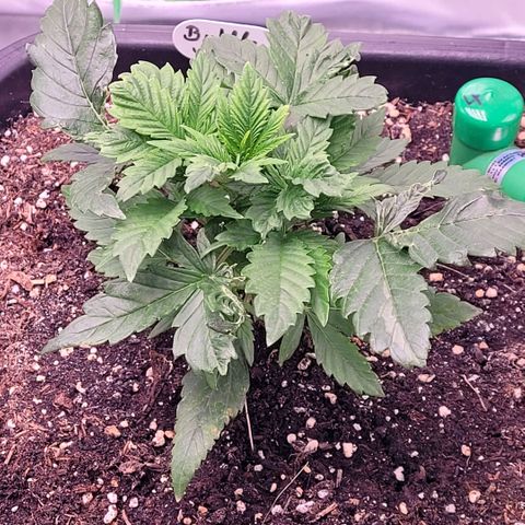 BubbleGum #1 growlog timeline photo