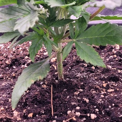 BubbleGum #1 growlog timeline photo