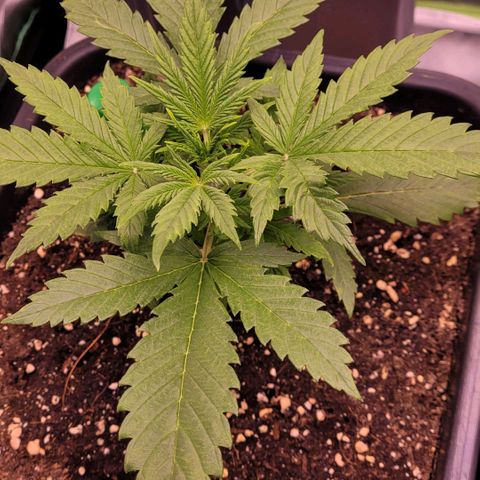 BubbleGum #2 growlog timeline photo