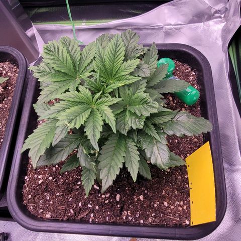 BubbleGum #1 growlog timeline photo
