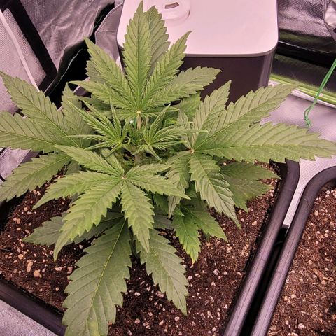 BubbleGum #2 growlog timeline photo