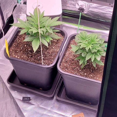 BubbleGum #2 growlog timeline photo