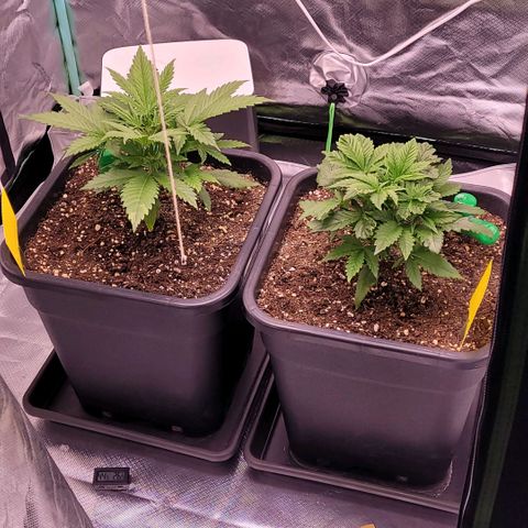 BubbleGum #2 growlog timeline photo