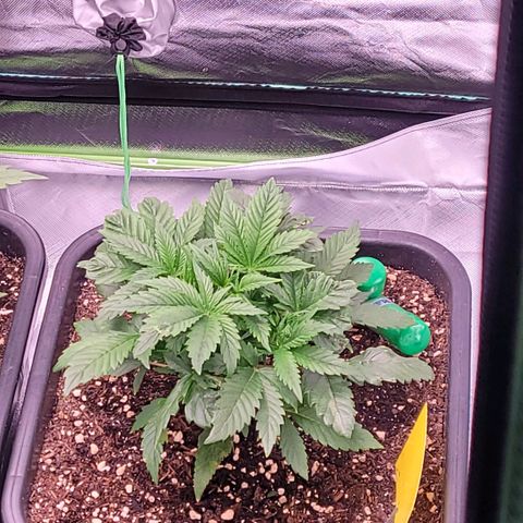 BubbleGum #1 growlog timeline photo
