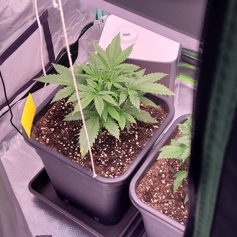 BubbleGum #2 growlog timeline photo