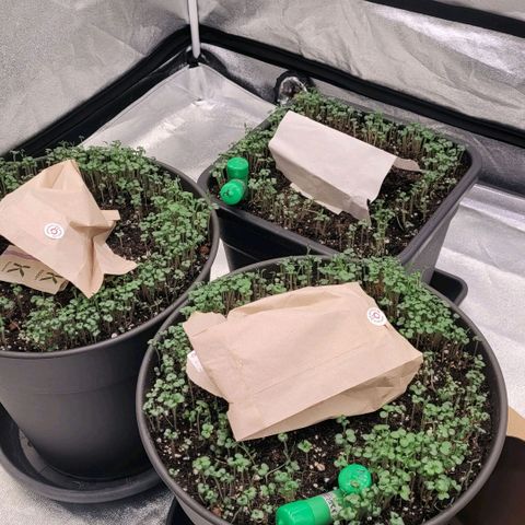 Pearli growlog photo: Alle Töpfe mit weiteren Raubmilben belebt