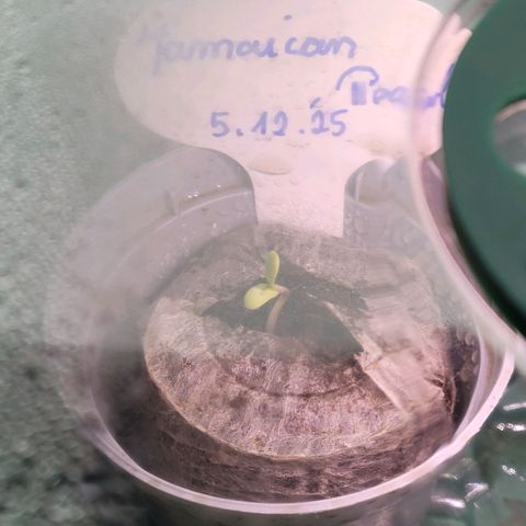 Pearli growlog photo: Auch sie hat das Licht der Welt erblickt