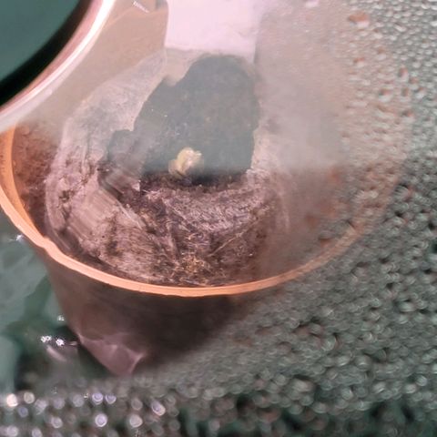 Berry growlog photo: Hier sieht man auch ein Erwachen, nur scheint hier die Samenhülle noch auf der Birne zu sitzen. Etwa eine Sturzhelm Geburt ?