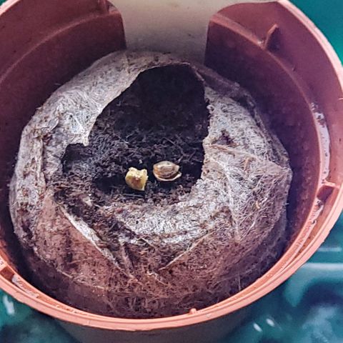 Berry growlog photo: Hier hab ich mal zart die Samenhülle vom Kopf genommen