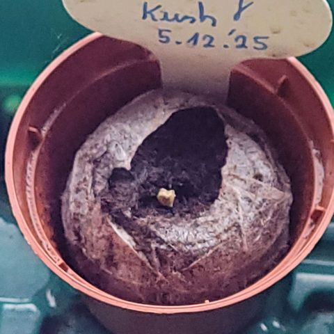 Berry growlog timeline photo