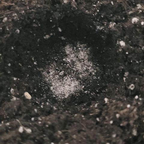 Pearli growlog photo: Etwas Super Microbes ins Pflanzloch