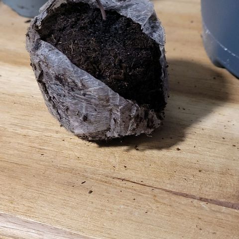 Pearli growlog photo: Etwas Super Microbes ins Pflanzloch