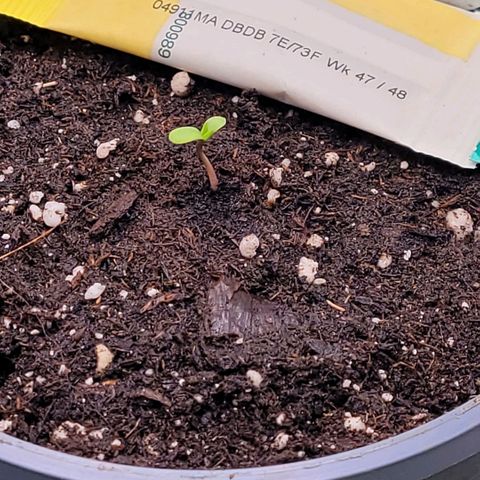 Pearli growlog timeline photo