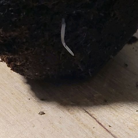 Pearli growlog photo: Auch hier die Wurzelspitze unten raus und drum zackig in größeren Topf