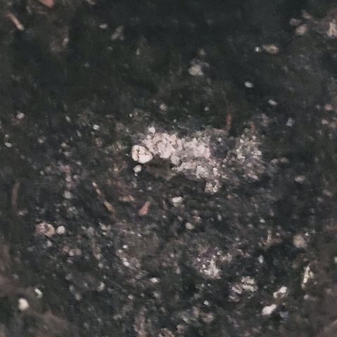 Berry growlog photo: Pelle am Jiffy entfernt u Super Microbes, Mykorrhiza, Trichoderma Pulver ins Pflanzloch gestreut