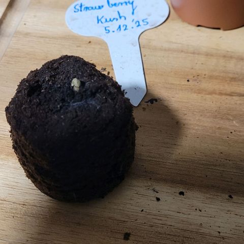 Berry growlog photo: Pelle am Jiffy entfernt u Super Microbes, Mykorrhiza, Trichoderma Pulver ins Pflanzloch gestreut