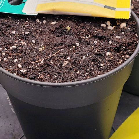 Berry growlog photo: Ob die was wird, - wird sich zeigen