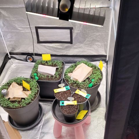 Berry growlog timeline photo