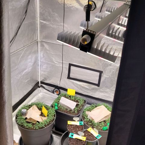 Berry growlog photo: Die end Töpfe mit Living Soil und daneben die neuen im Light Miy