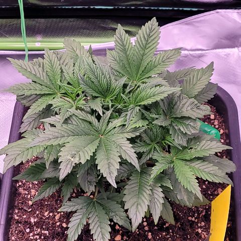 BubbleGum #1 growlog timeline photo