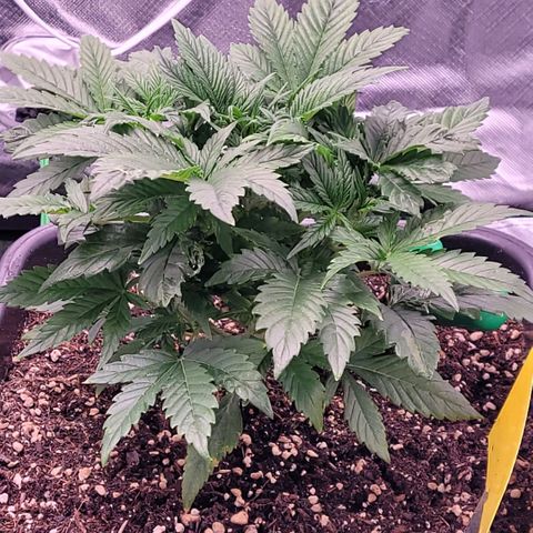 BubbleGum #1 growlog timeline photo