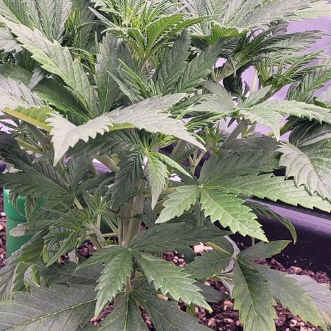 BubbleGum #2 growlog timeline photo