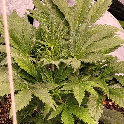 BubbleGum #2 growlog timeline photo