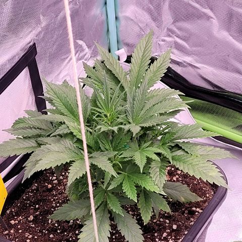 BubbleGum #2 growlog timeline photo