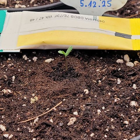 Berry growlog photo: Heute erster Sämlingtag