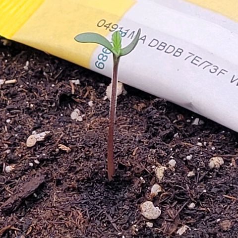 Pearli growlog timeline photo