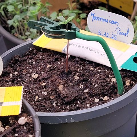 Pearli growlog timeline photo