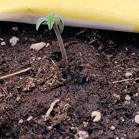 Berry growlog timeline photo