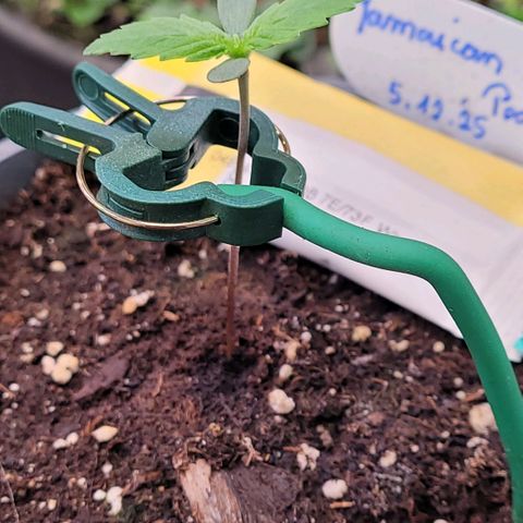 Pearli growlog timeline photo