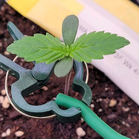 Pearli growlog timeline photo
