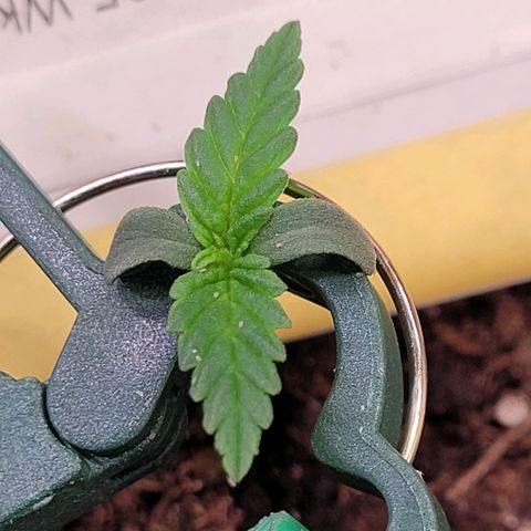 Berry growlog timeline photo