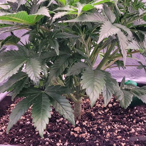 BubbleGum #1 growlog timeline photo
