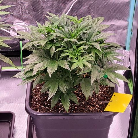 BubbleGum #1 growlog timeline photo