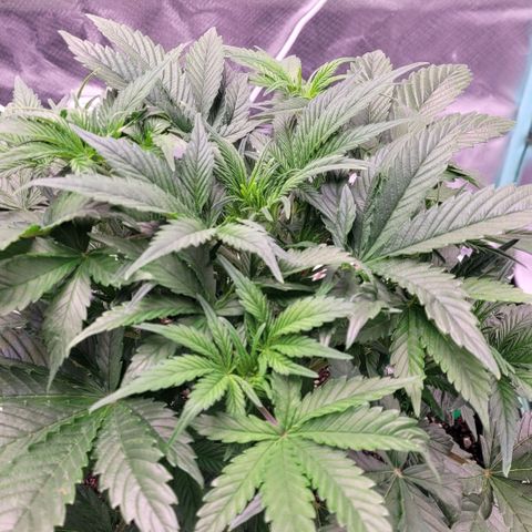 BubbleGum #1 growlog timeline photo
