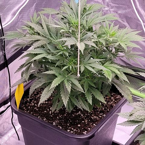 BubbleGum #2 growlog timeline photo