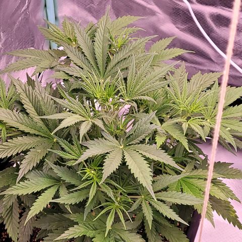 BubbleGum #2 growlog timeline photo