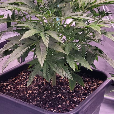 BubbleGum #2 growlog timeline photo