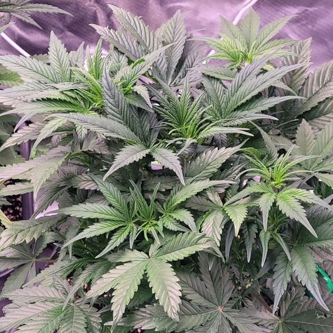 BubbleGum #1 growlog timeline photo