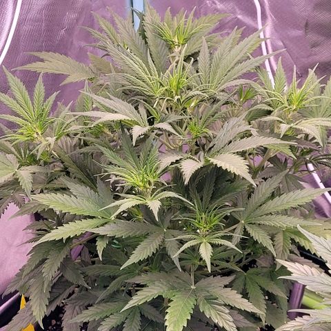 BubbleGum #2 growlog timeline photo