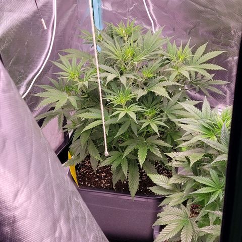 BubbleGum #2 growlog timeline photo