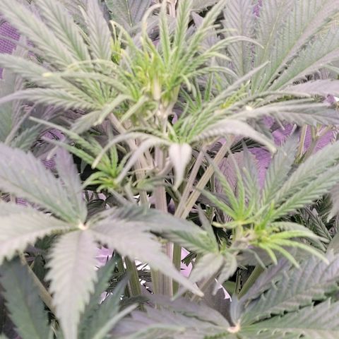 BubbleGum #2 growlog timeline photo