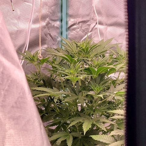 BubbleGum #2 growlog timeline photo