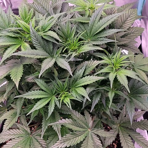 BubbleGum #1 growlog timeline photo