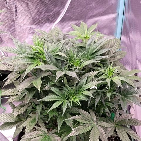 BubbleGum #1 growlog timeline photo